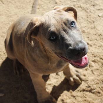 Leland -  Cane Corso and Mastiff Dog for Adoption in Yucca Valley, California - Leland | PetCurious