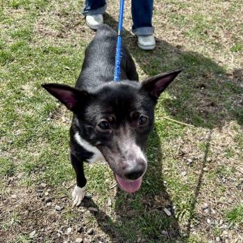 Terrier and Mixed Breed Dogs Available for Adoption - Paisley | PetCurious