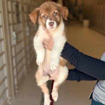 Trevor -  Australian Cattle Dog Blue Heeler Dog for Adoption in Chicago, Illinois - Trevor | PetCurious