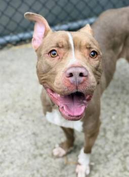 Pit Bull Terrier Dogs Available for Adoption - Carrot Cake | PetCurious