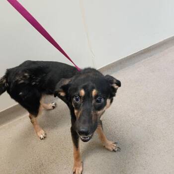 Kane -  Husky and German Shepherd Dog Dog for Adoption in Lynchburg, Virginia - Kane | PetCurious