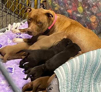 NALA -  Pit Bull Terrier and Mastiff Dog for Adoption in Discovery Bay, California - NALA | PetCurious
