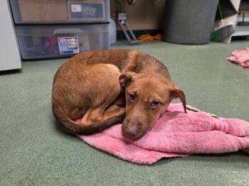 Grizzly -  Shepherd Dog for Adoption in Williamsport, Pennsylvania - Grizzly | PetCurious