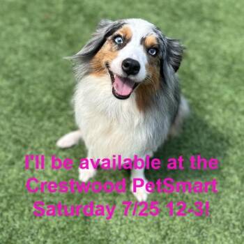 Kennedy -  Australian Shepherd Dog for Adoption in Matteson, Illinois - Kennedy | PetCurious
