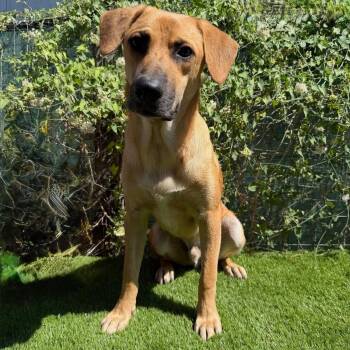 Tommy Lee -  Black Mouth Cur Dog for Adoption in Harlingen, Texas - Tommy Lee | PetCurious