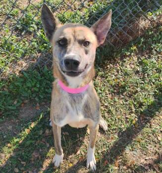 German Shepherd Dog Dogs Available for Adoption - Peaches | PetCurious