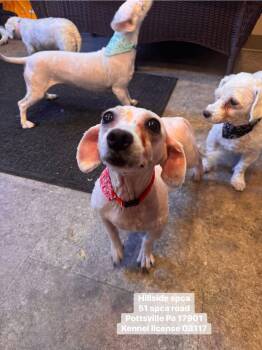 Bichon Frise Dogs Available for Adoption - Cheryl | PetCurious