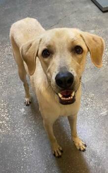 Tater -  Mixed Breed Dog for Adoption in Ocala, Florida - Tater | PetCurious