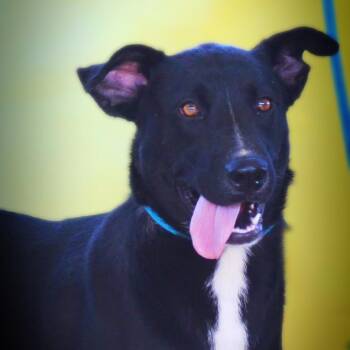 Rescue Black Labrador Retriever and Border Collie Dogs for Adoption in Austin, Texas - Ruby JuM | PetCurious