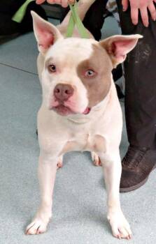 Landon -  Pit Bull Terrier Dog for Adoption in Lexington, Virginia - Landon | PetCurious