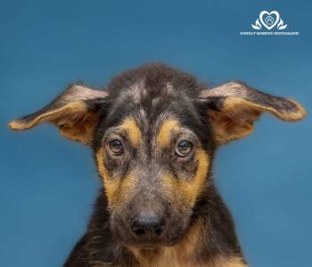 Rescue German Shepherd Dog Dogs for Adoption in Houston, Texas - Blake | PetCurious