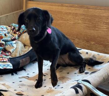Paisley -  Miniature Pinscher and Terrier Dog for Adoption in Bartlesville, Oklahoma - Paisley | PetCurious