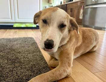 BLONDIE -  Labrador Retriever Dog for Adoption in Broomfield, Colorado - BLONDIE | PetCurious