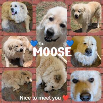 Moose -  Great Pyrenees Dog for Adoption in Wando, South Carolina - Moose | PetCurious