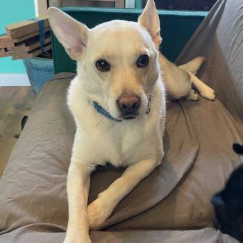 Hope -  Corgi and Chihuahua Dog for Adoption in Austin, Texas - Hope | PetCurious