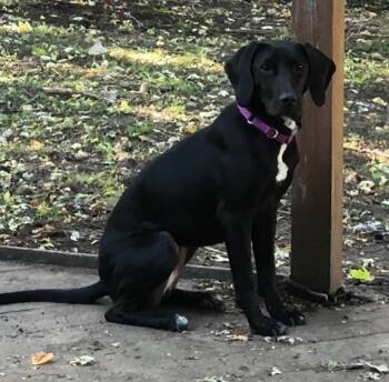 Rescue Labrador Retriever and Hound Dogs for Adoption in South Bend, Indiana - Britta | PetCurious