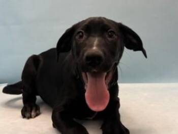 Labrador Retriever and Mixed Breed Dogs Available for Adoption - Max | PetCurious