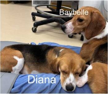 Beagle Dogs Available for Adoption in Hainesville, Illinois - Baybelle | PetCurious