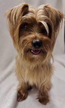 Rescue Yorkshire Terrier Dogs for Adoption in Edgewood, Maryland - Kieran | PetCurious