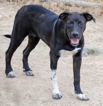 Rescue Labrador Retriever Dogs for Adoption in Madisonville, Texas - Orange Girl | PetCurious