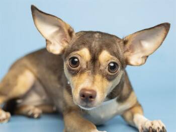 Chihuahua Dogs Available for Adoption in Phoenix, Arizona - JEWEL | PetCurious