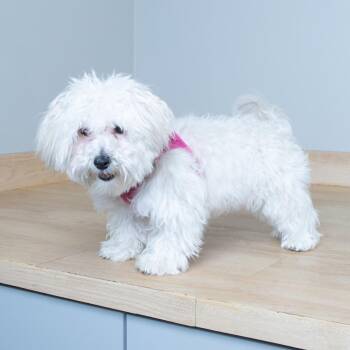 Bella D70052 -  Schnauzer and Poodle Dog for Adoption in Minnetonka, Minnesota - Bella D70052 | PetCurious