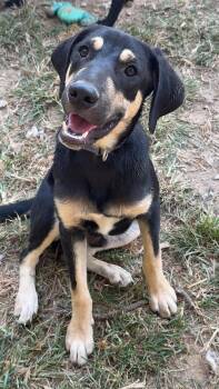 Theodore -  Beagle Dog for Adoption in Covington, Tennessee - Theodore | PetCurious
