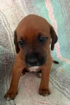 Bernadette - Puppy of Pennie -  Irish Setter Dog for Adoption in Osteen, Florida - Bernadette - Puppy Of Pennie | PetCurious