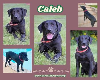 Caleb -  Labrador Retriever and Black Labrador Retriever Dog for Adoption in Middletown, Rhode Island - Caleb | PetCurious