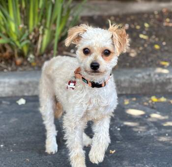 Maltese and Poodle Dogs Available for Adoption in Palo Alto, California - Fairy | PetCurious