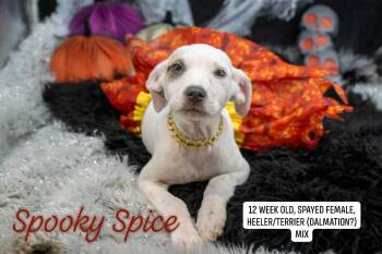 Spooky Spice -  Australian Cattle Dog Blue Heeler and Terrier Dog for Adoption in Sevierville, Tennessee - Spooky Spice | PetCurious