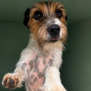 Peanut -  Jack Russell Terrier Dog for Adoption in Tyler, Texas - Peanut | PetCurious