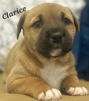 Rescue Labrador Retriever and Shepherd Dogs for Adoption in Cambridge, Maryland - Clarice | PetCurious