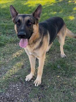 German Shepherd Dog Dogs Available for Adoption in Conroe, Texas - FONDUE | PetCurious