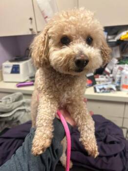 Poodle and Miniature Poodle Dogs Available for Adoption - Cameron | PetCurious