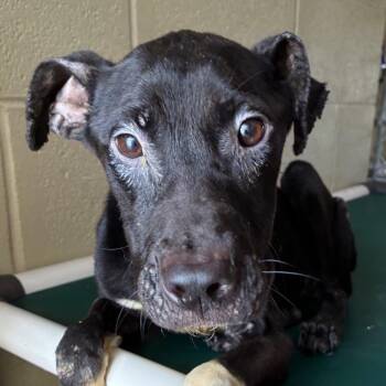 Bella -  Black Labrador Retriever and Coonhound Dog for Adoption in Bronson, Florida - Bella | PetCurious