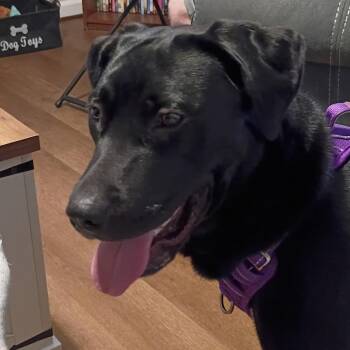 Stormy -  Black Labrador Retriever and Mixed Breed Dog for Adoption in Lenoir, North Carolina - Stormy | PetCurious