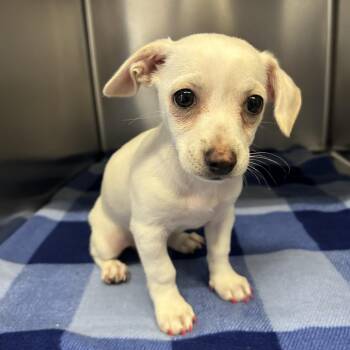 IVHS-Stray-142087 -  Chihuahua Dog for Adoption in San Gabriel, California - IVHS-Stray-142087 | PetCurious