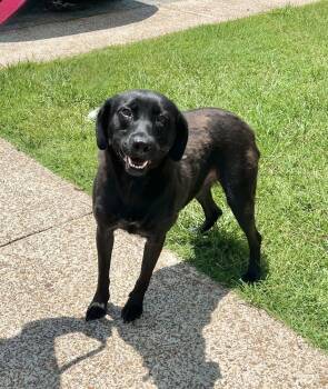 Winkle Jackson -  Labrador Retriever Dog for Adoption in Boston, Massachusetts - Winkle Jackson | PetCurious