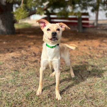 Terrier and Mixed Breed Dogs Available for Adoption in Fargo, North Dakota - Tinkerbell--In Foster | PetCurious