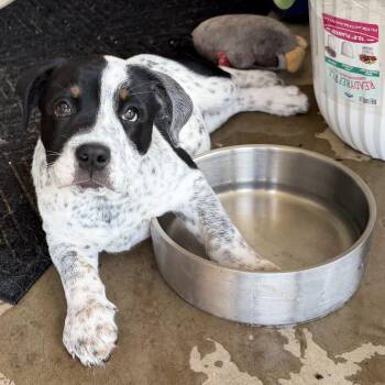 PUPPY LOGAN -  English Bulldog Dog for Adoption in Shawnee, Oklahoma - PUPPY LOGAN | PetCurious