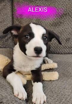 ALEXIS -  Terrier and Border Collie Dog for Adoption in Saint Jo, Texas - ALEXIS | PetCurious