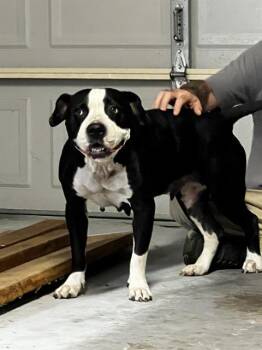 KUMA -  American Staffordshire Terrier Dog for Adoption in San Antonio, Texas - KUMA | PetCurious