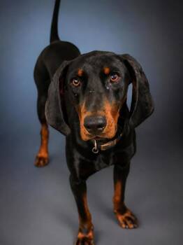 Stetson -  Black And Tan Coonhound and Mixed Breed Dog for Adoption in Bowling Green, Kentucky - Stetson | PetCurious