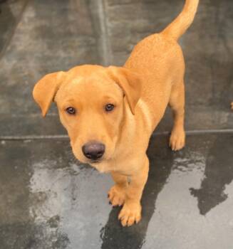 Rescue Yellow Labrador Retriever and Doberman Pinscher Dogs for Adoption in Los Angeles, California - Roy | PetCurious