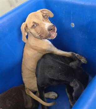 BUTTERSCOTCH -  Mixed Breed Dog for Adoption in Dallas, Texas - BUTTERSCOTCH | PetCurious