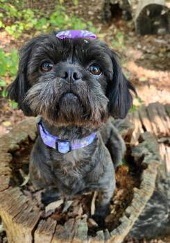 Olivia -  Shih Tzu Dog for Adoption in Pelzer, South Carolina - Olivia | PetCurious