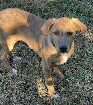 Mixed Breed Dogs Available for Adoption - Tucker (was Hoglin) | PetCurious