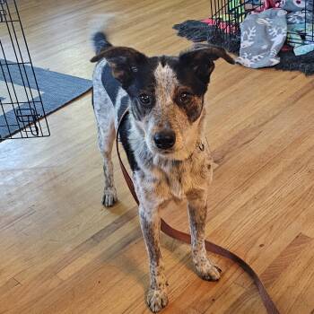 SPARKY -  Australian Cattle Dog Blue Heeler Dog for Adoption in Jacksonville, Florida - SPARKY | PetCurious