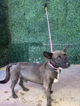 61762717 -  Chihuahua and Mixed Breed Dog for Adoption in El Paso, Texas - 61762717 | PetCurious